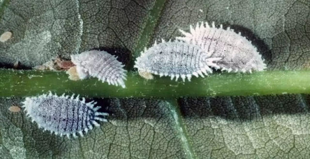 ulat dompolan putih pada alpukat ulat dompolan putih pada alpukat