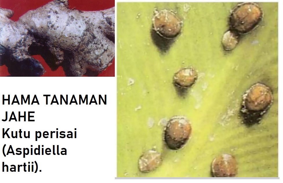kutu perisai hama tanaman jahe : kutu perisai