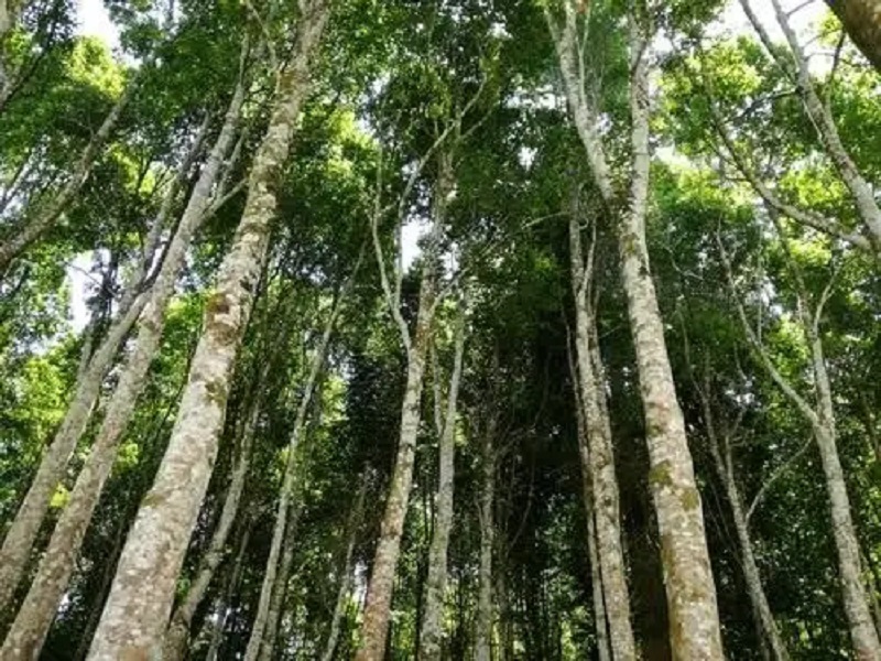tanaman-laban tanaman-laban