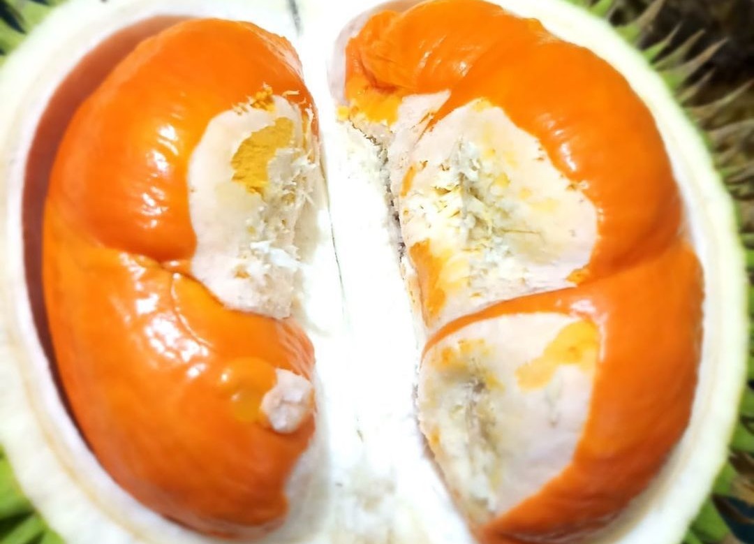lai-buah lai-buah