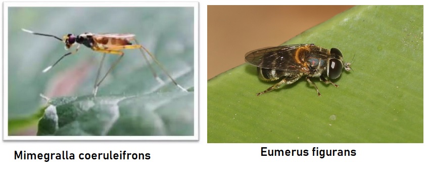 hama tanaman jahe hama tanaman jahe : lalat rimpang
