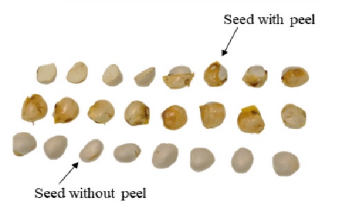 lapisan kulit biji nangka lapisan kulit biji nangka