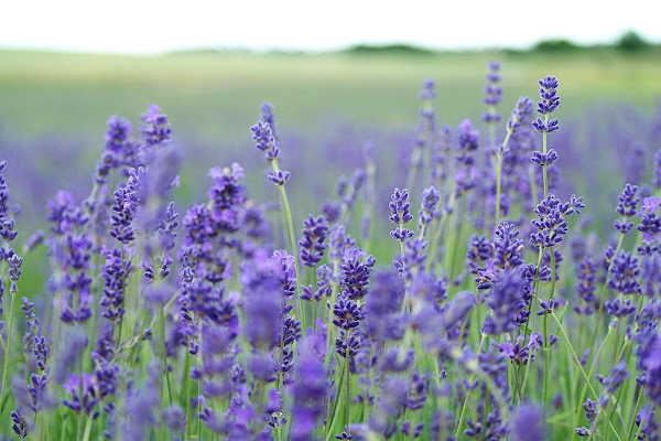 Manfaat Bunga Lavender Manfaat Bunga Lavender