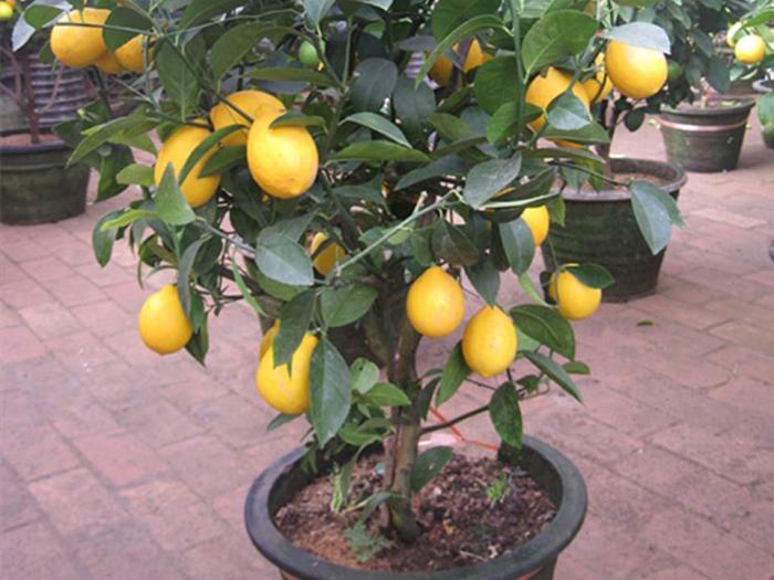 lemon di pot lemon di pot