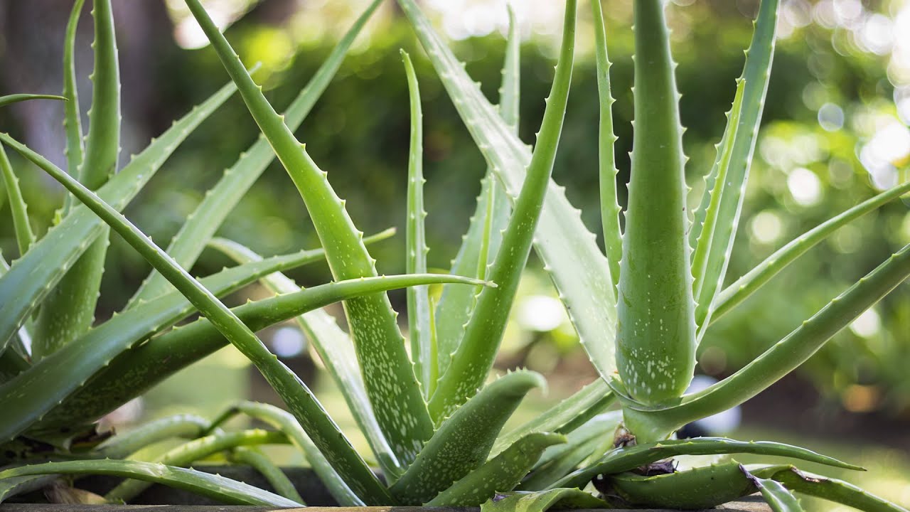 jenis lidah buaya - aloe barbadensis miller jenis lidah buaya : aloe barbadensis miller