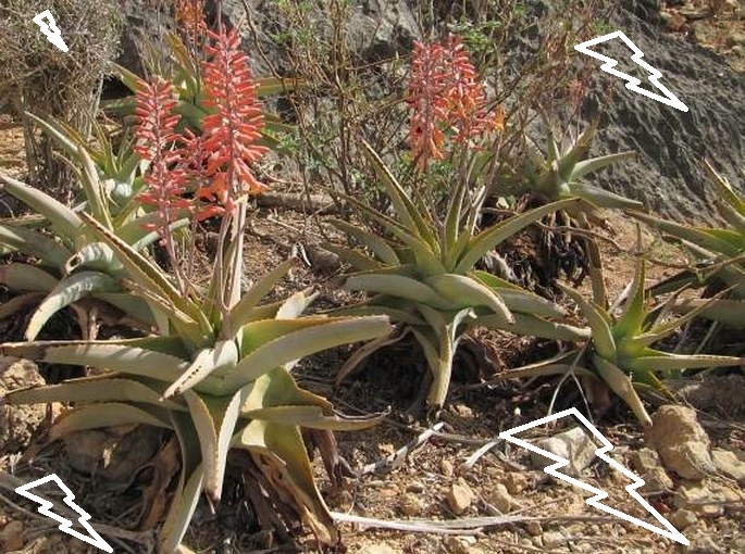 lidah buaya jenis aloe perry lidah buaya jenis aloe perry