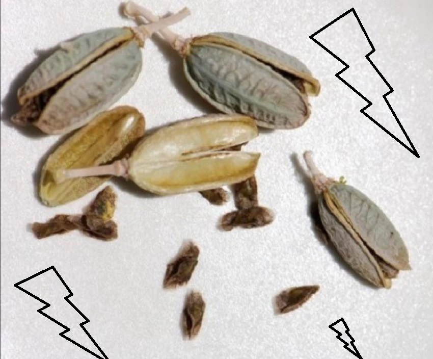 biji benih lidah buaya biji benih lidah buaya