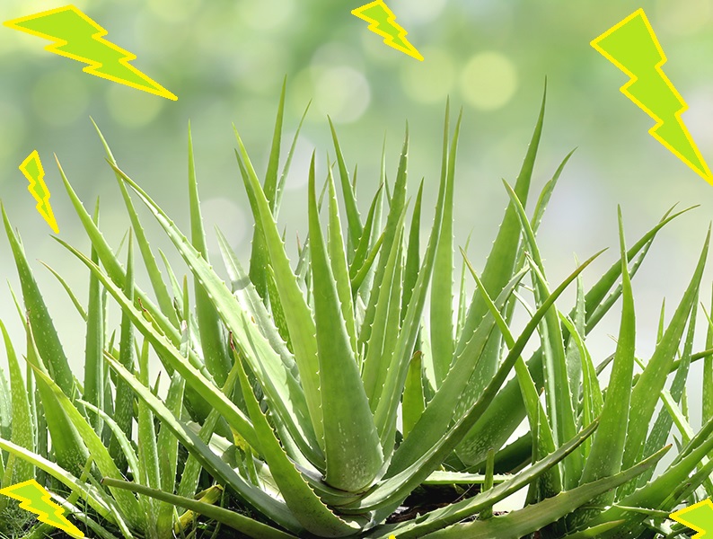 gambar tanaman lidah buaya gambar lidah buaya