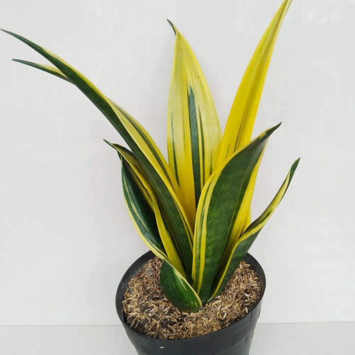 Lidah mertua Sansevieria Gold Flame Lidah mertua Sansevieria Gold Flame