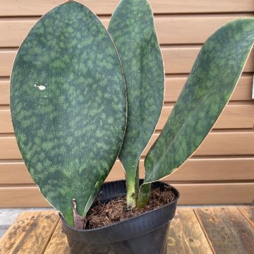 gambar lidah mertua Sansevieria Masoniana gambar lidah mertua Sansevieria Masoniana