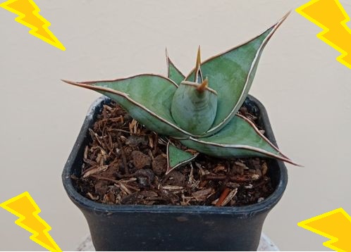 Tanaman Lidah Mertua Sansevieria Pinguicula Tanaman Lidah Mertua Sansevieria Pinguicula