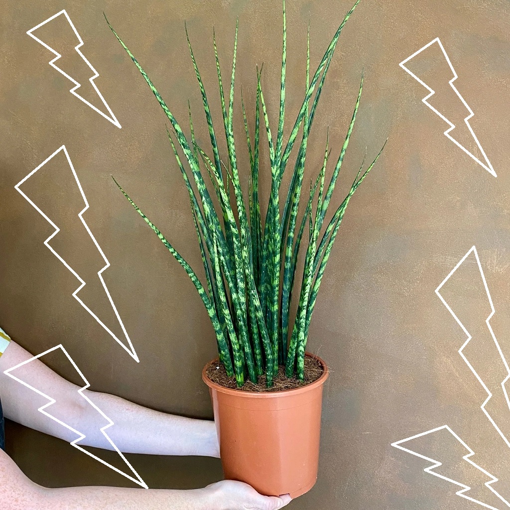 Gambar Tanaman lidah mertua jenis Sansevieria Fernwood Mikado Gambar Tanaman lidah mertua jenis Sansevieria Fernwood Mikado