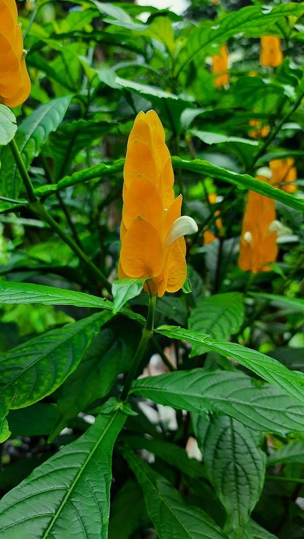 bunga-lilin bunga-lilin