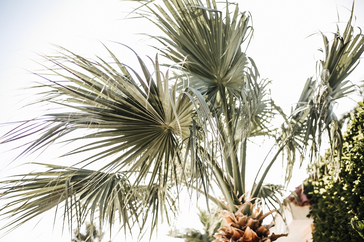 pohon siwalan pohon siwalan