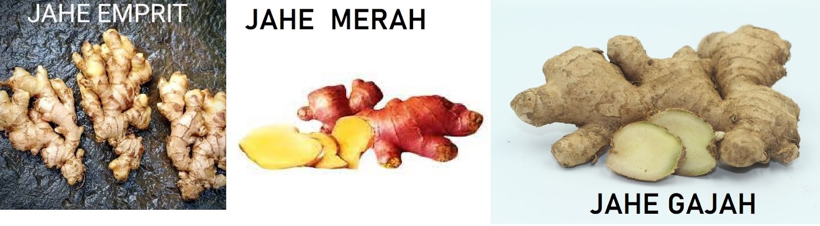 GAMBAR JAHE GAMBAR JAHE