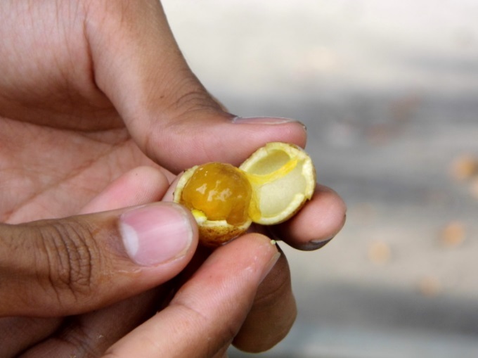 buah-kesambi buah-kesambi