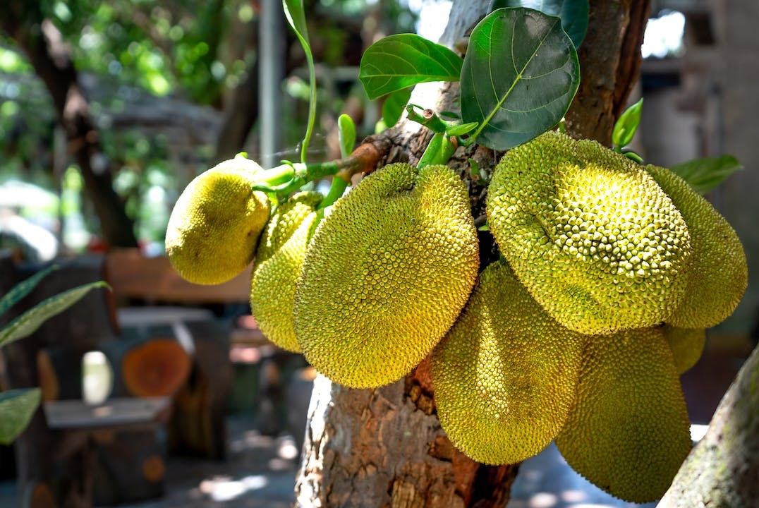 manfaat buah nangka manfaat buah nangka