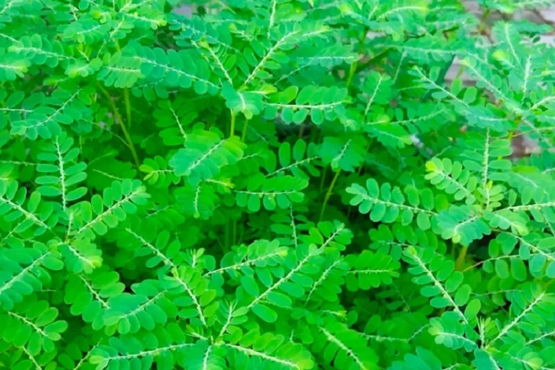 tanaman-meniran tanaman-meniran