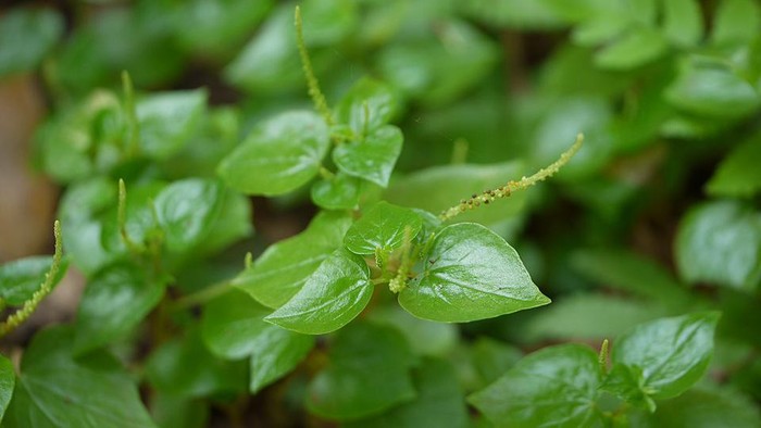 manfaat daun sirih cina manfaat daun sirih cina