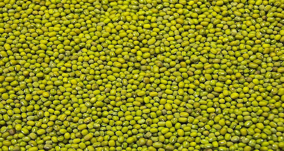 manfaat kacang hijau manfaat kacang hijau