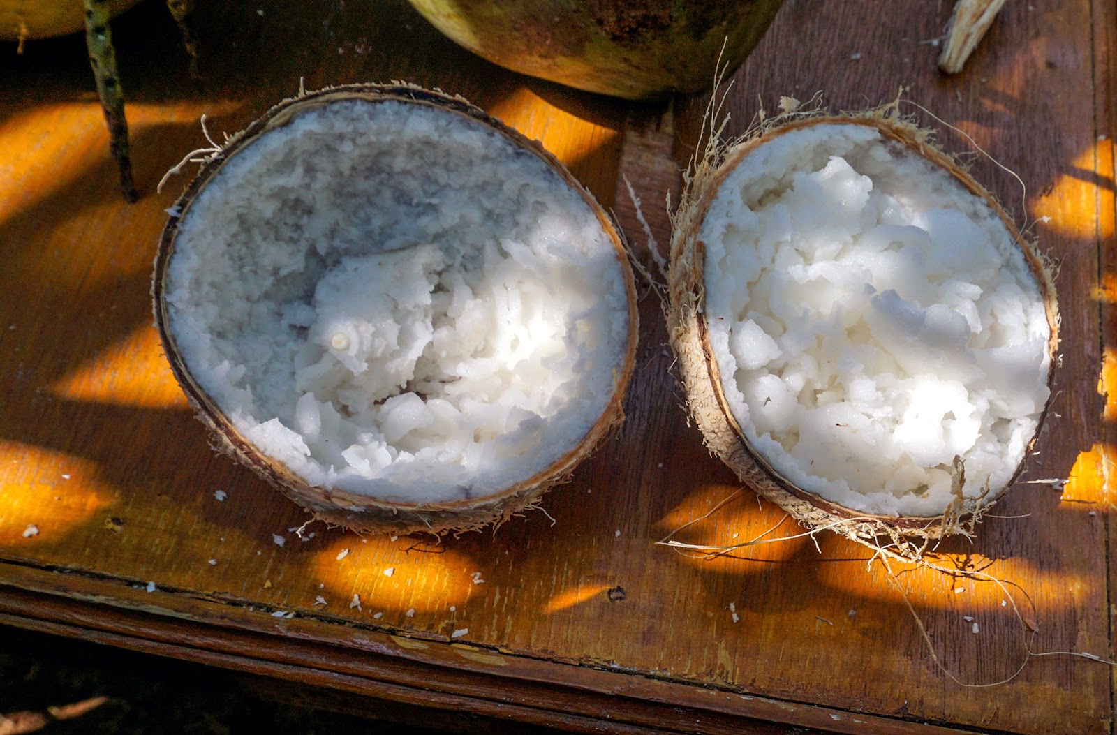 kelapa kopyor kelapa kopyor