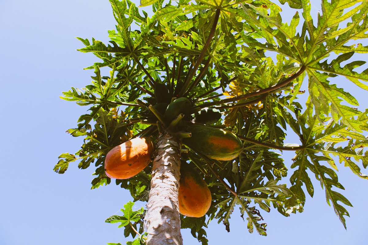 manfaat pepaya sebagai tanaman herbal manfaat pepaya sebagai tanaman herbal