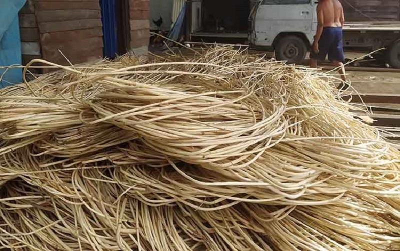 rotan rotan
