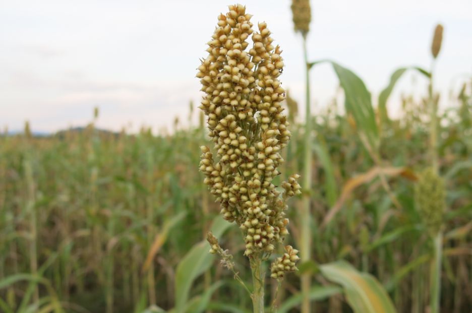 manfaat sorgum manfaat sorgum