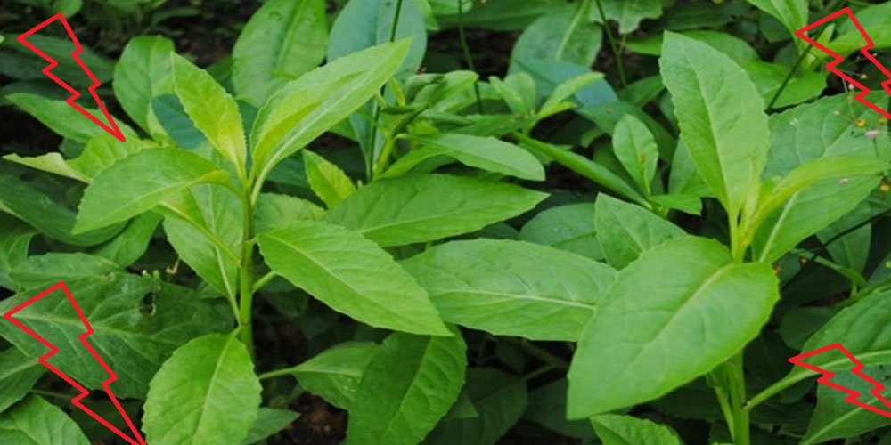 manfaat tanaman obat manfaat tanaman obat