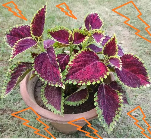 manfaat toga manfaat toga