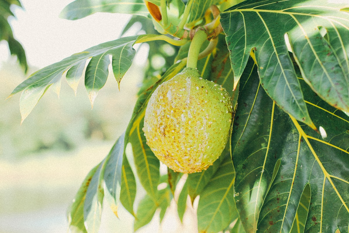 buah sukun buah sukun