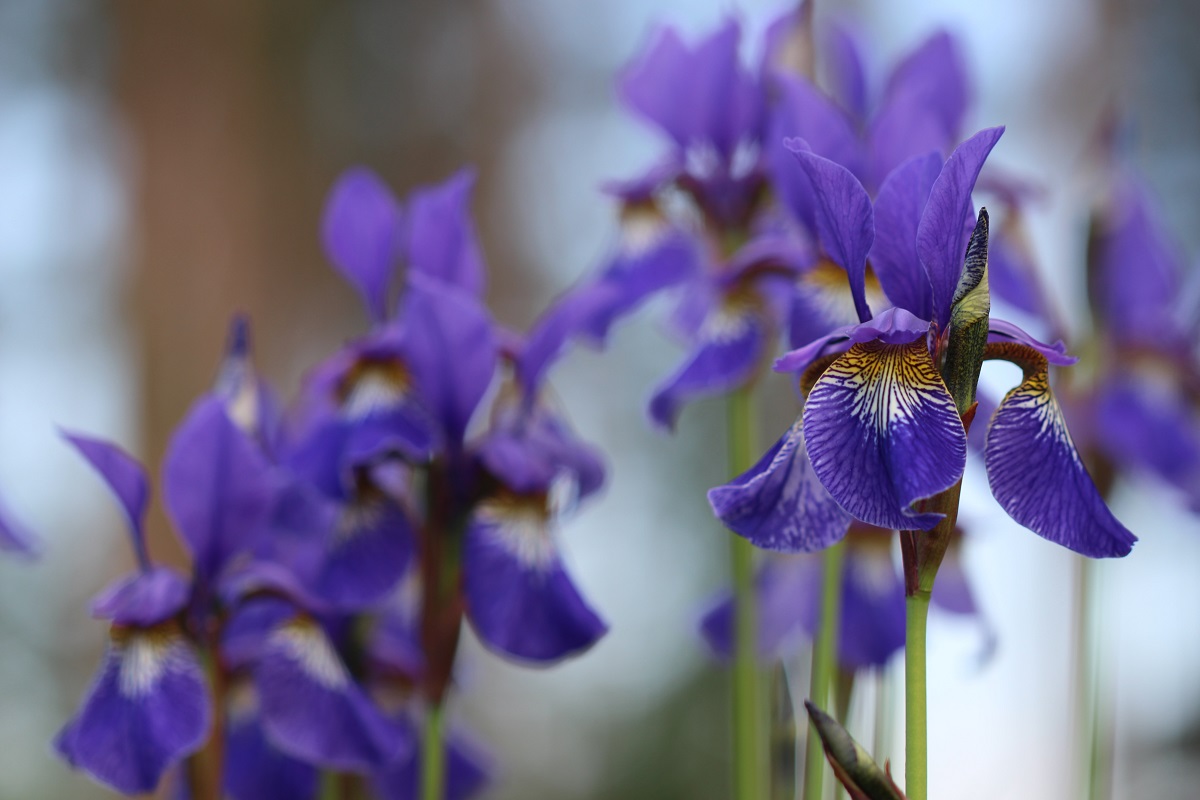 iris flower iris flower