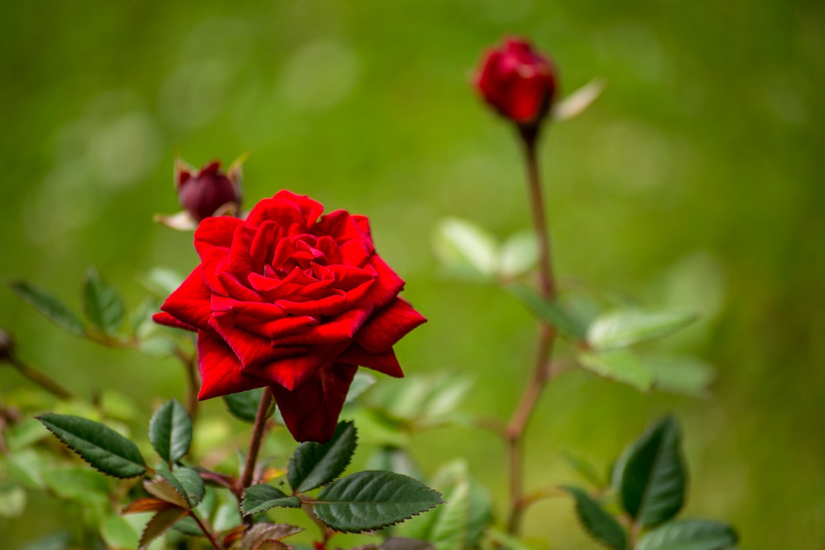 gambar bunga : mawar gambar bunga : mawar