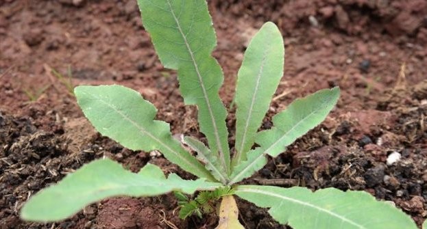 manfaat daun tempuyung manfaat bunga tempuyung