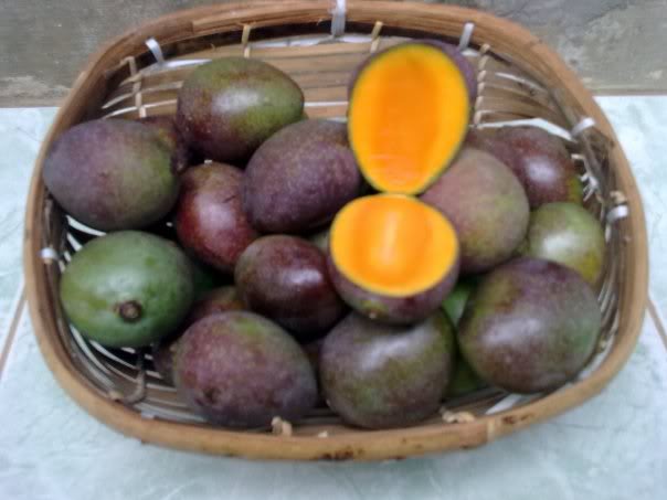 buah kasturi buah kasturi