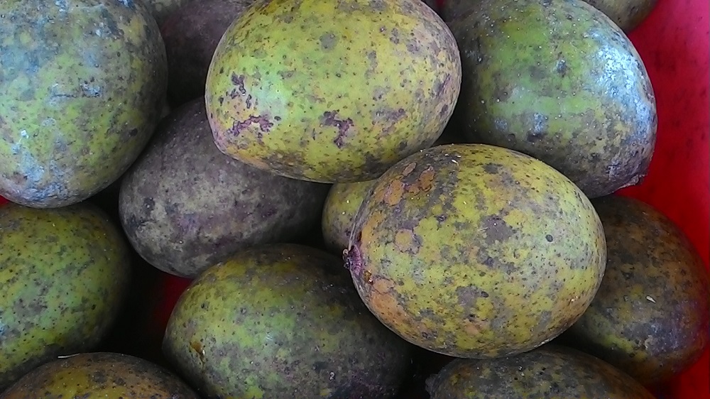 buah bacang buah bacang
