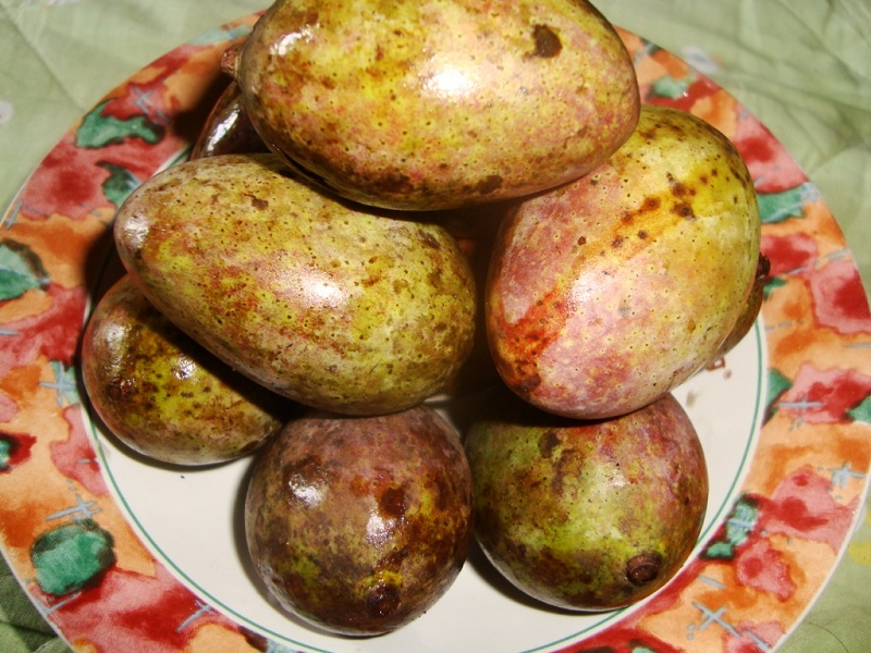 kasturi-buah kasturi-buah
