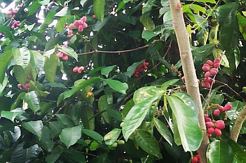 pohon-buah-melinjo pohon-buah-melinjo