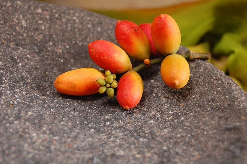 melinjo-buah melinjo-buah