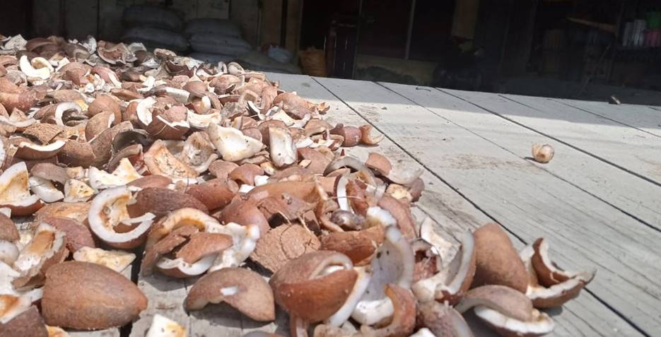 membuat kopra putih membuat kopra putih