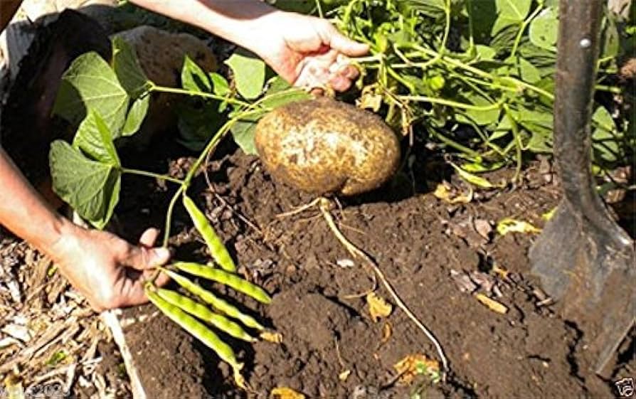 tanaman-bengkoang tanaman-bengkoang