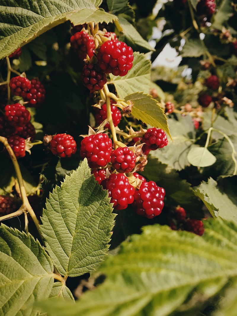 menanam buah raspberry menanam buah raspberry