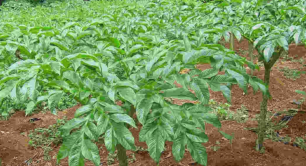 cara budidaya tanaman porang cara budidaya tanaman porang
