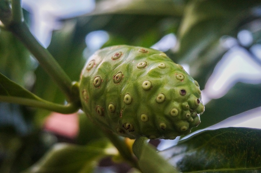 buah-mengkudu buah-mengkudu