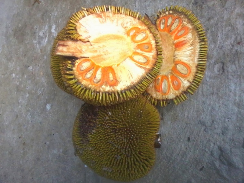 buah mentawa buah mentawa