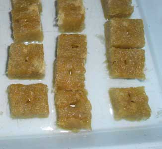 pembibitan hidroponik pembibitan hidroponik