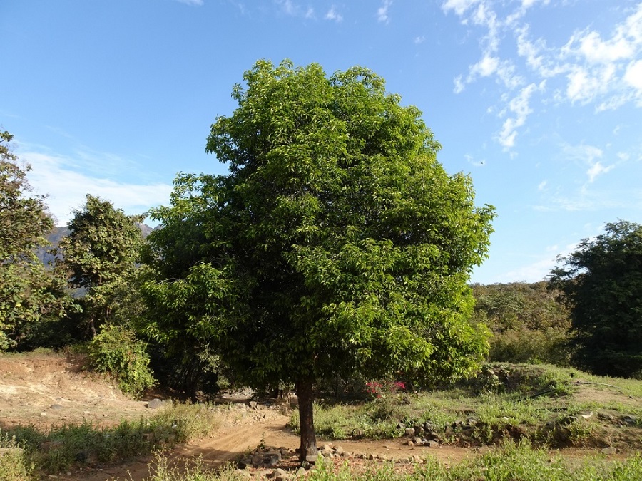 pohon-tanjung pohon-tanjung