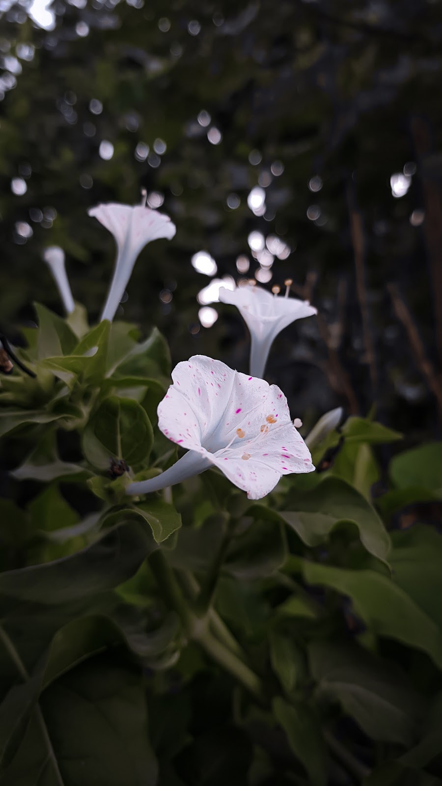 gambar-bunga-pukul-empat gambar-bunga-pukul-empat