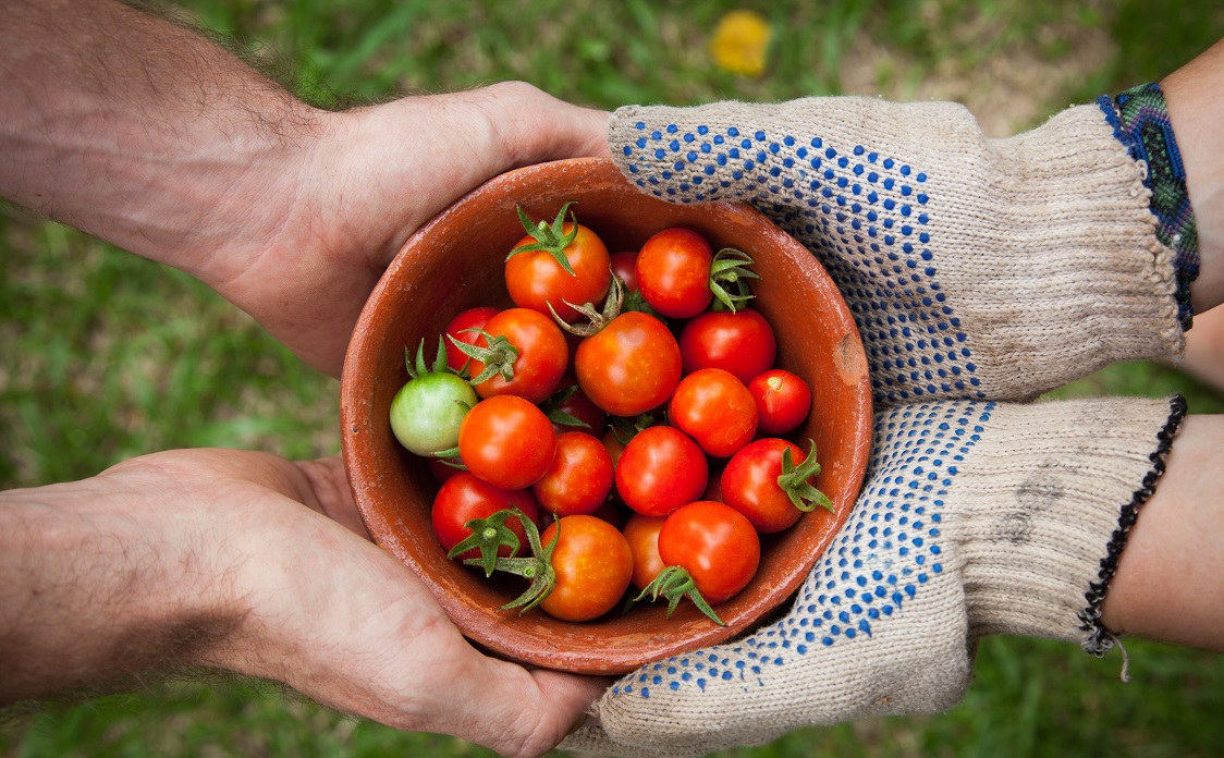 gambar pertanian organik