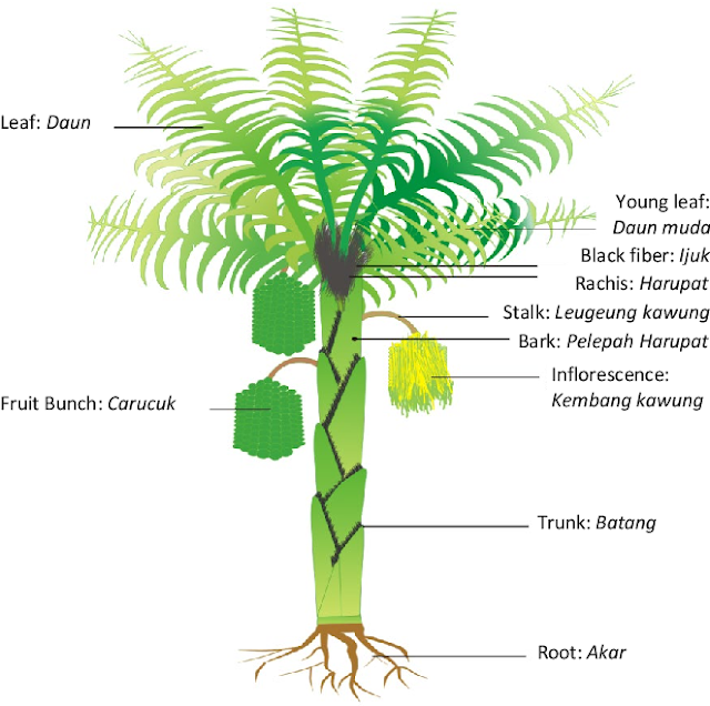 ciri ciri pohon aren ciri ciri pohon aren